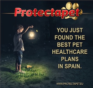 Boy with little dog holds up a light to illuminate that the best Pet healthcare plans in Spain & Europe are provided by Protectapet.
